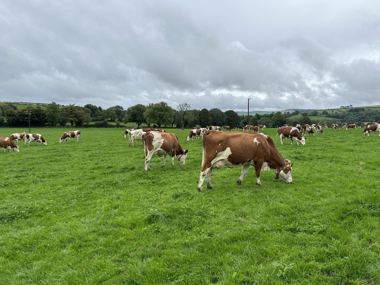 Watch: Montbeliarde cows earning their keep milking on two robots