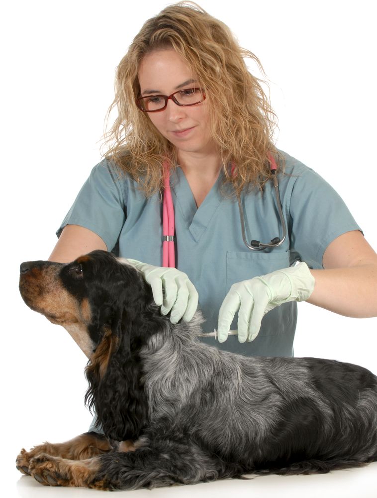 UCD is looking for dogs to donate blood - does you dog fit the bill?