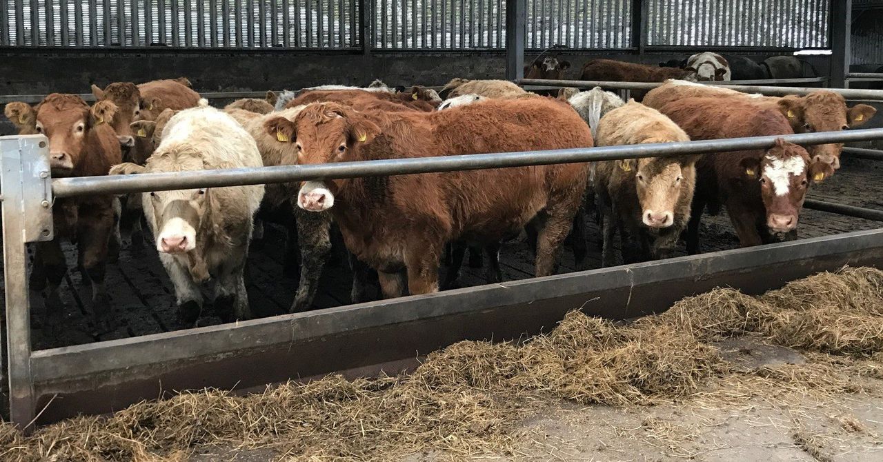 Finishing continental store bullocks: Will it be worth it?