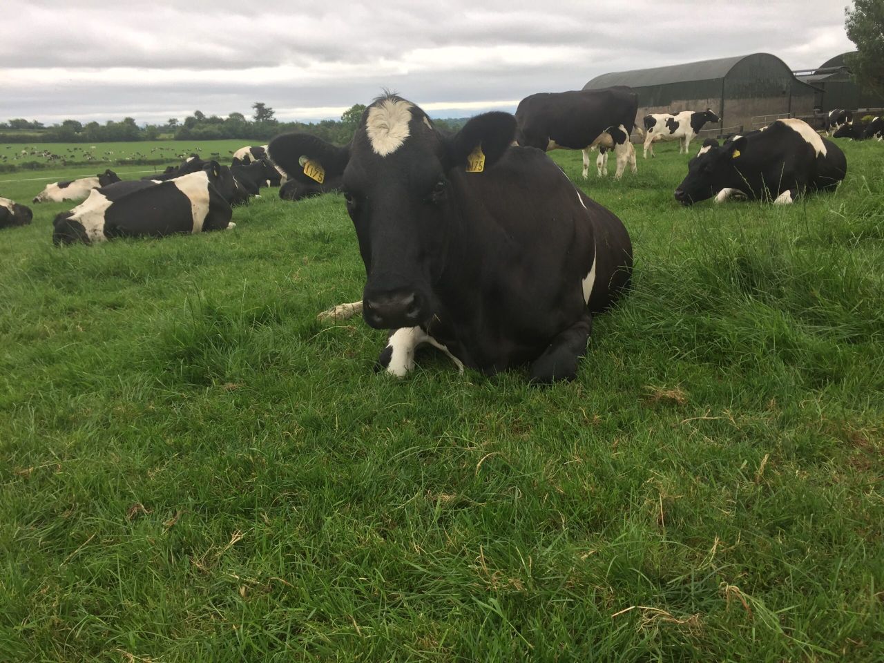 No easy fix to solve the dairy industry's labour shortage - Creed