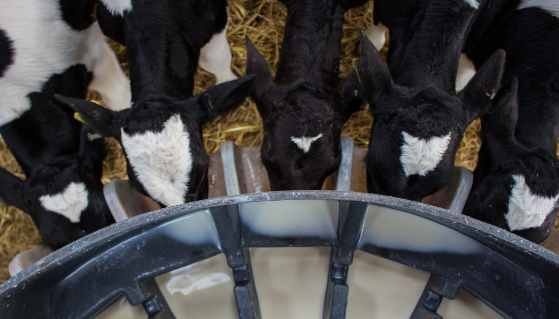 Calf Rearing Series: Achieve award-winning calf performance