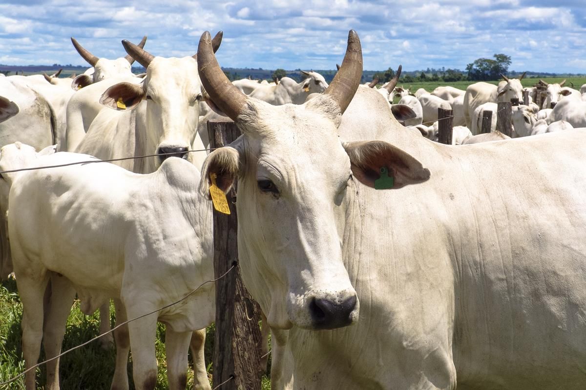 Individual Farmers of Ireland calls for Mercosur deal to be scrapped