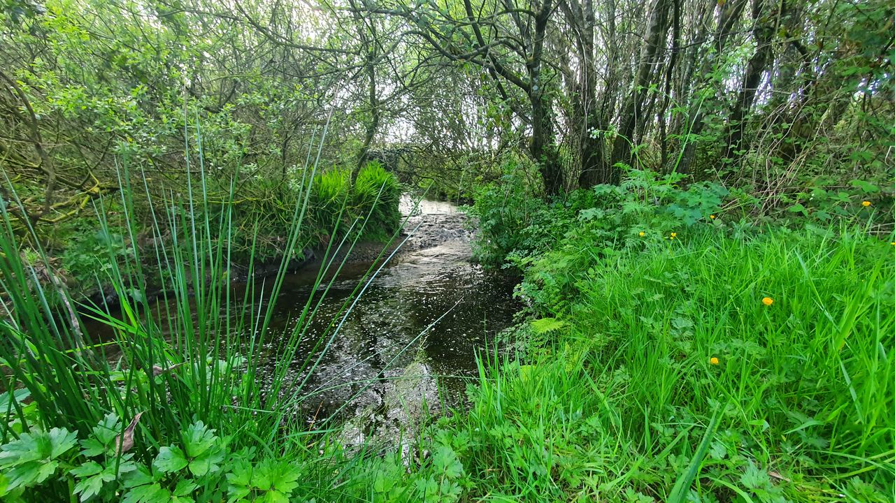 8ac site in Cork to become educational woodland