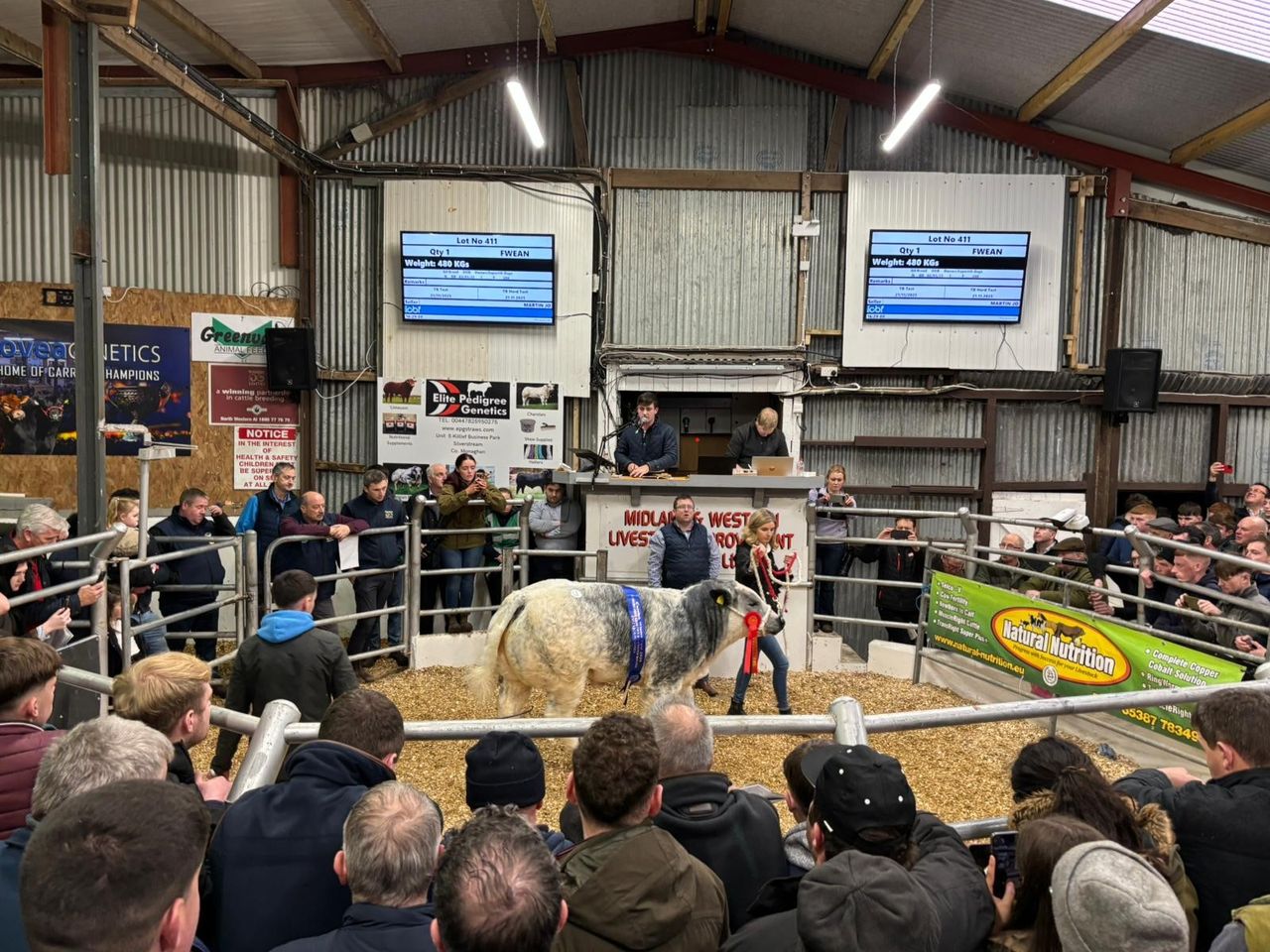 Meet the €33,500 Belgian Blue heifer, Polar Bear