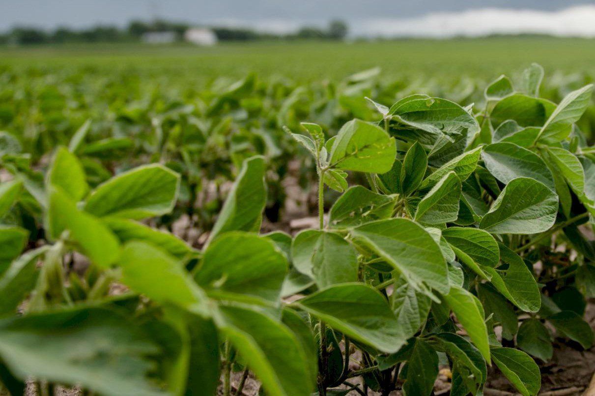 Soybean production could soon be 'the norm' in Ireland