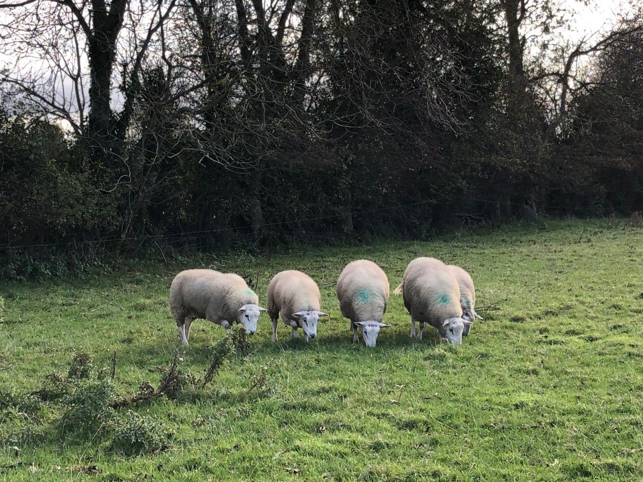 Sheep trade: Base quotes up 20c/kg on last week, as the kill jumps by over 8,000 head