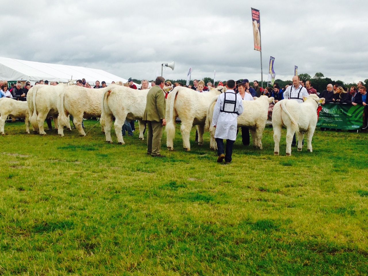 Chinese delegation visit Tullamore Show