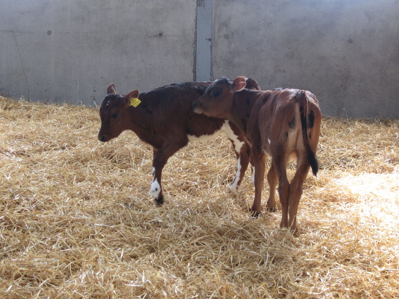 Straw prices continue to average close to €20/bale