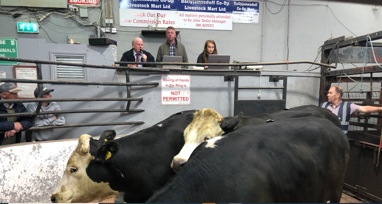 Video: Northern buyers boost trade at Ballyjamesduff Mart