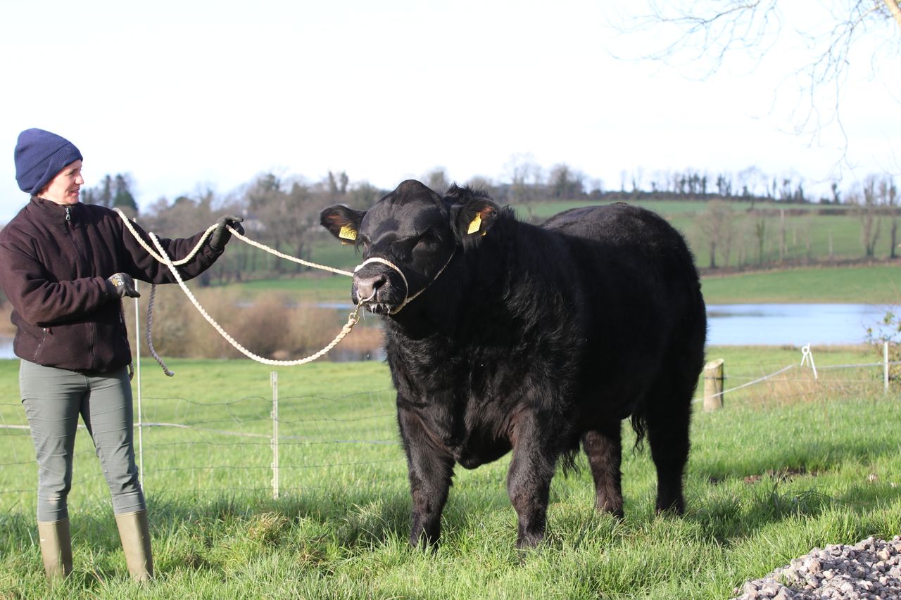 €8,600 leads the trade for Angus bulls at 'Elite Sale'
