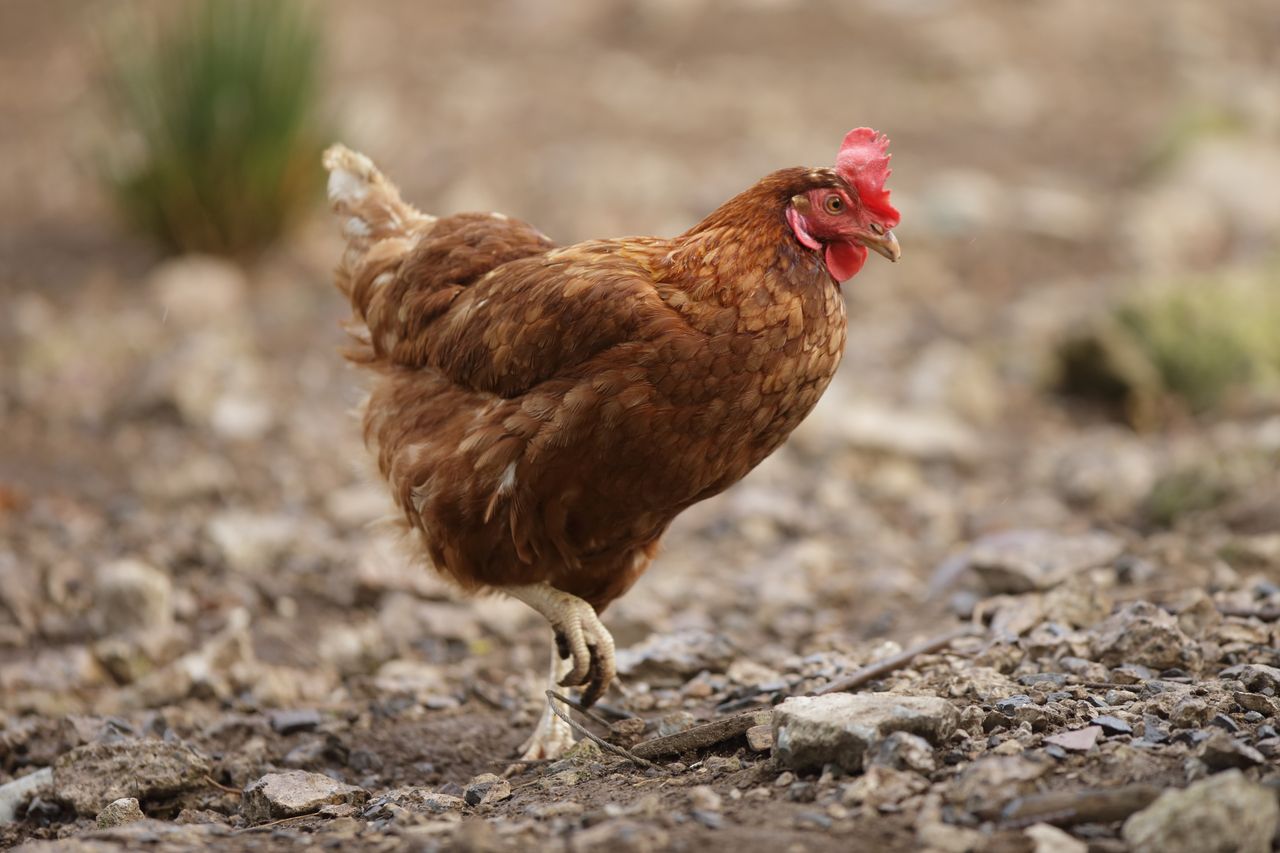 Domestic hens rescued as part of ISPCA operation