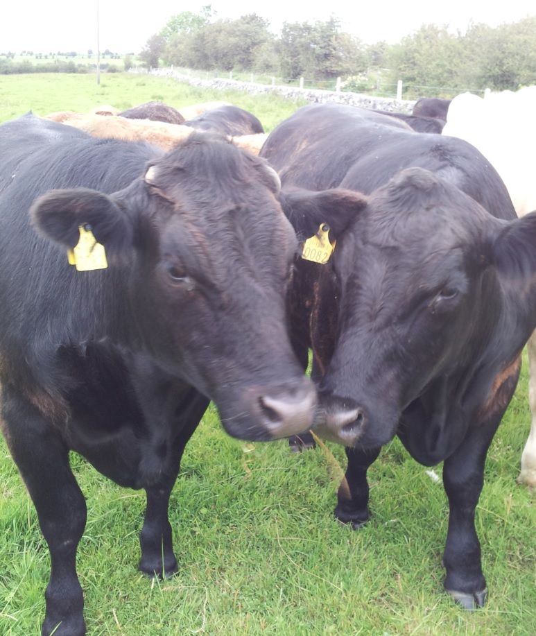 Major animal health events announced for the autumn