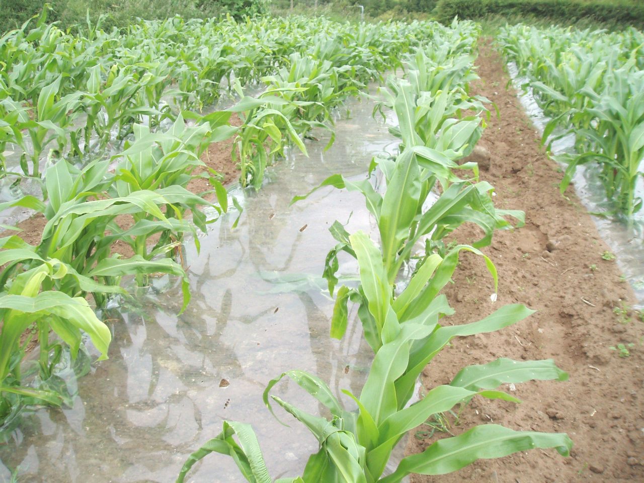Undersowing maize - is it an option this year?