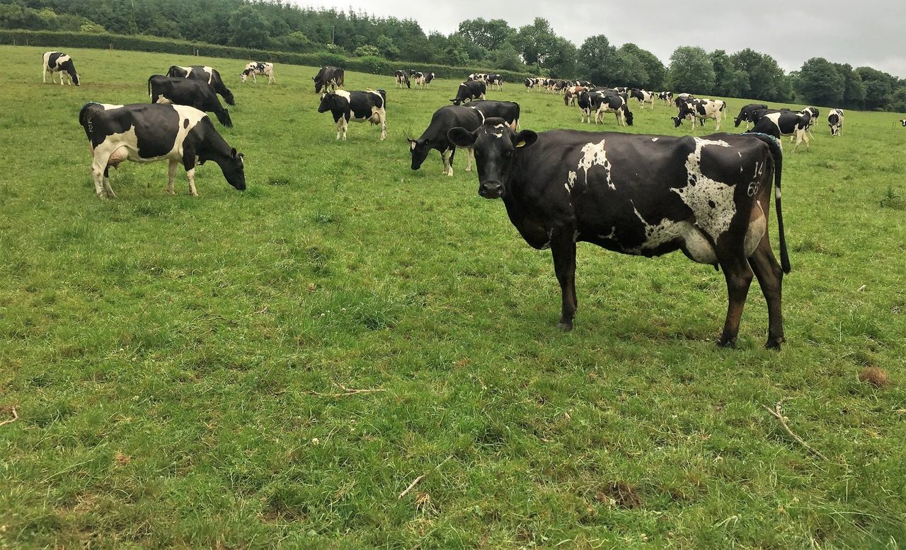 Dairy focus: Silage and meal in, as drought takes hold in Co. Laois