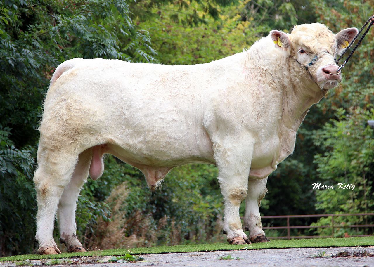 ICBF releases details of 24 new maternal beef bulls