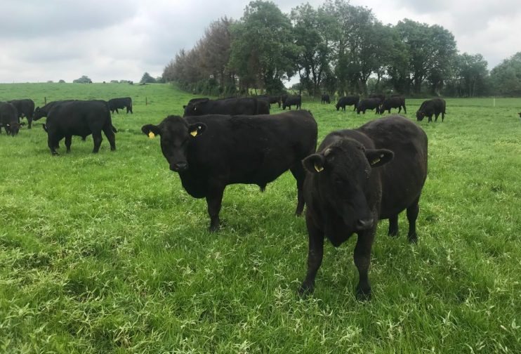Dale Farm and ABP announce new dairy-beef partnership - 'Horizon'