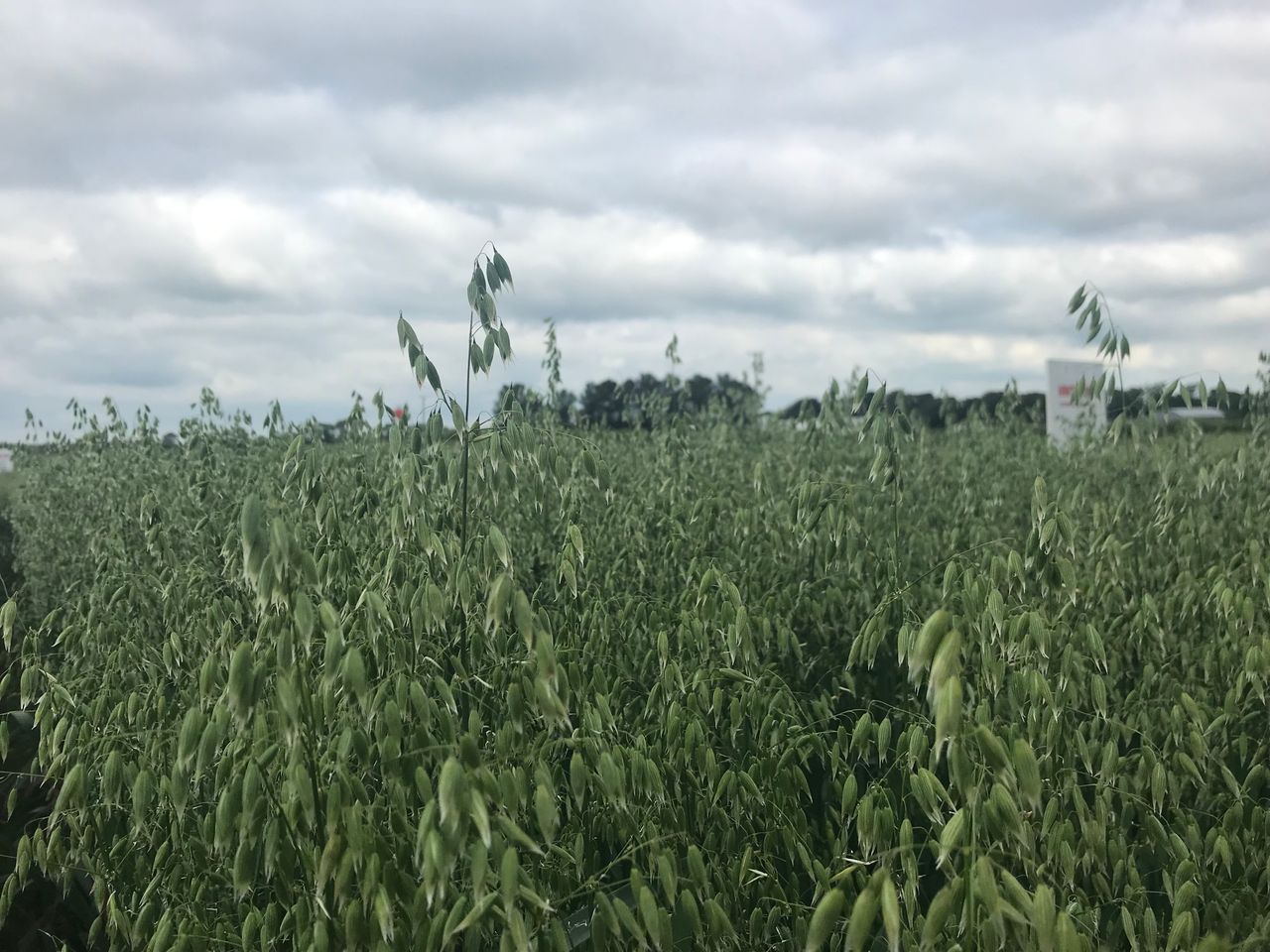 Recommended lists: Oats area catch up...with what varieties?