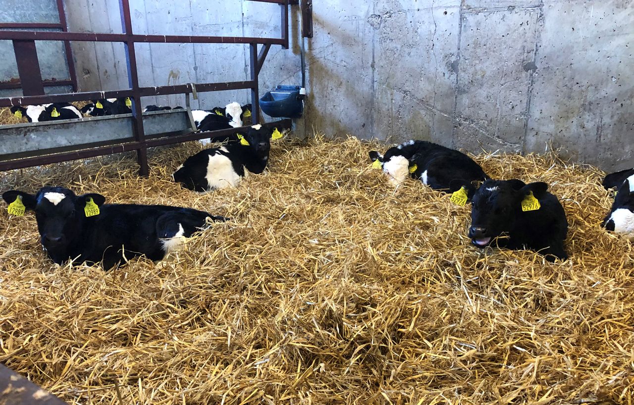 Calving season: Reducing the number of late night calvings