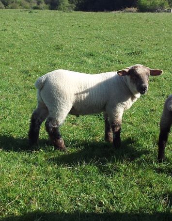 'Processors need to recognise the extra costs in the spring lamb sector'