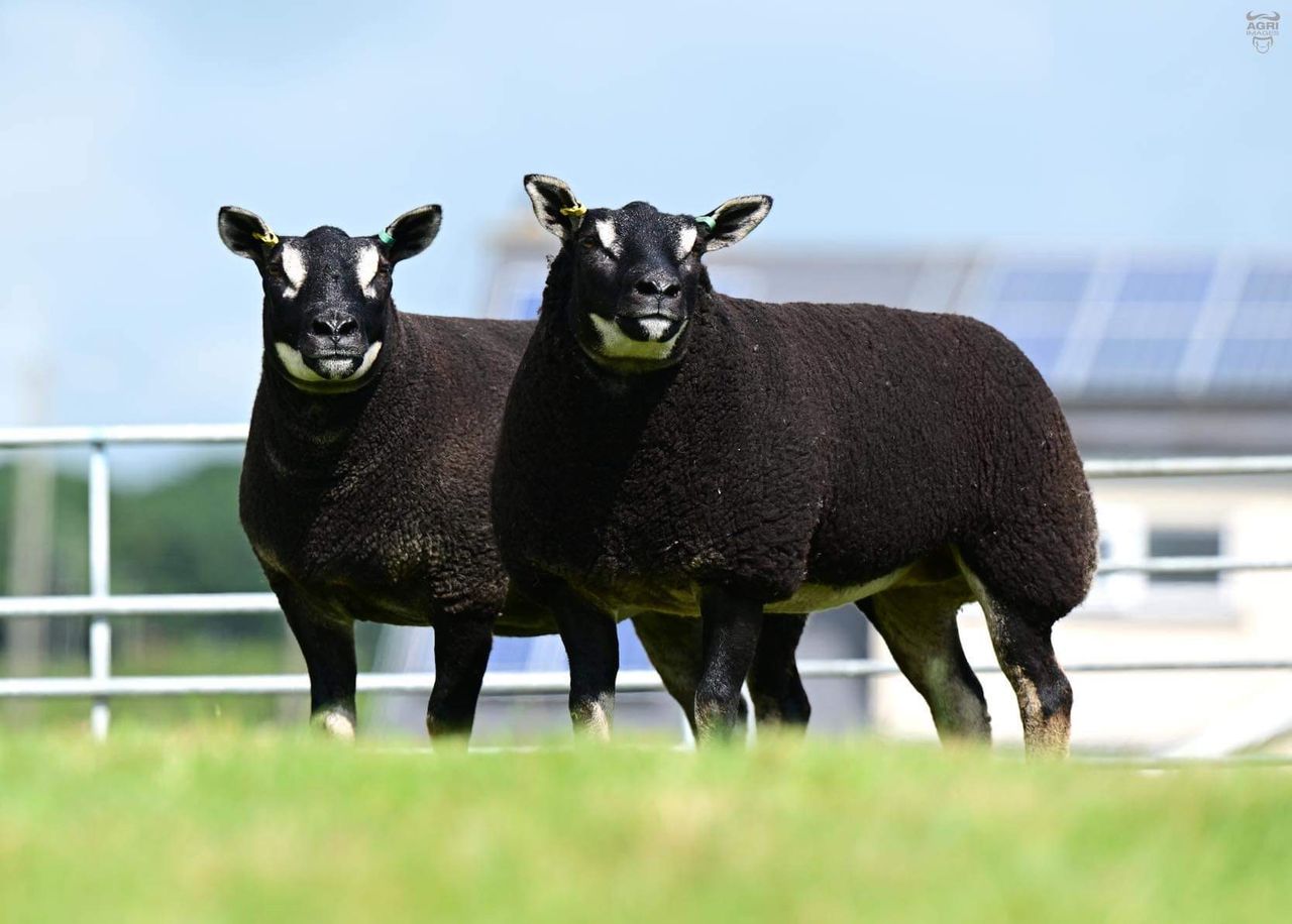 Tyrone breeders secure export deal for Badgerface Texels