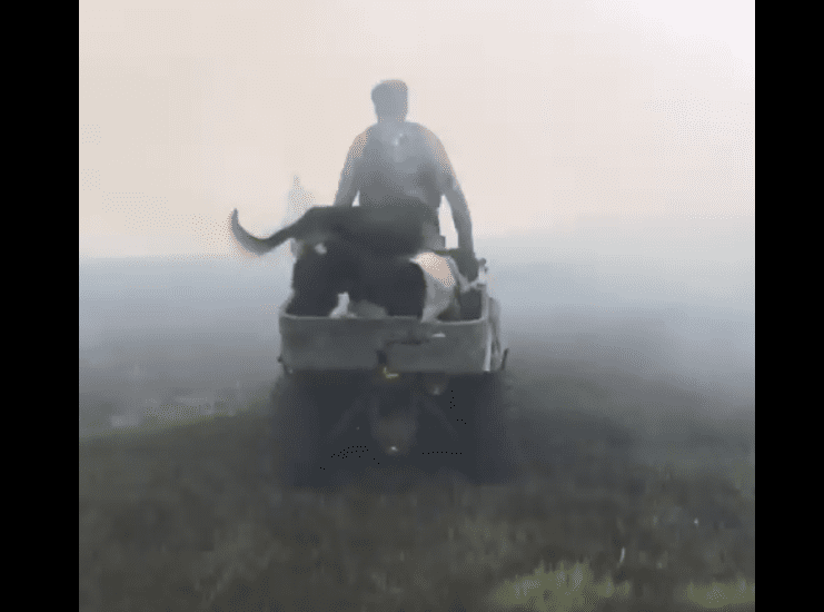 Video: Farmers race to save sheep from searing flames