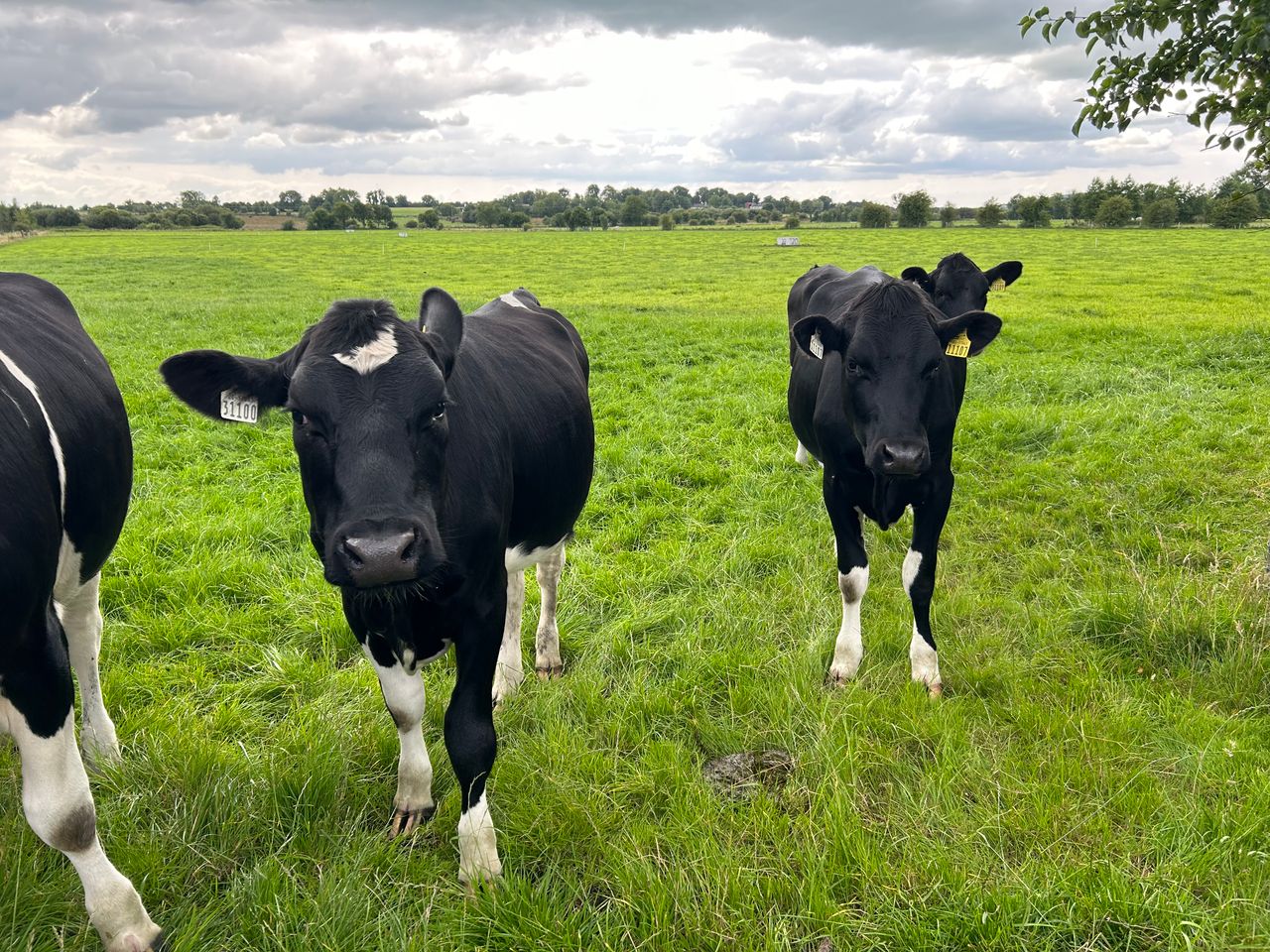 Friesian calf prices double year-on-year - ICBF