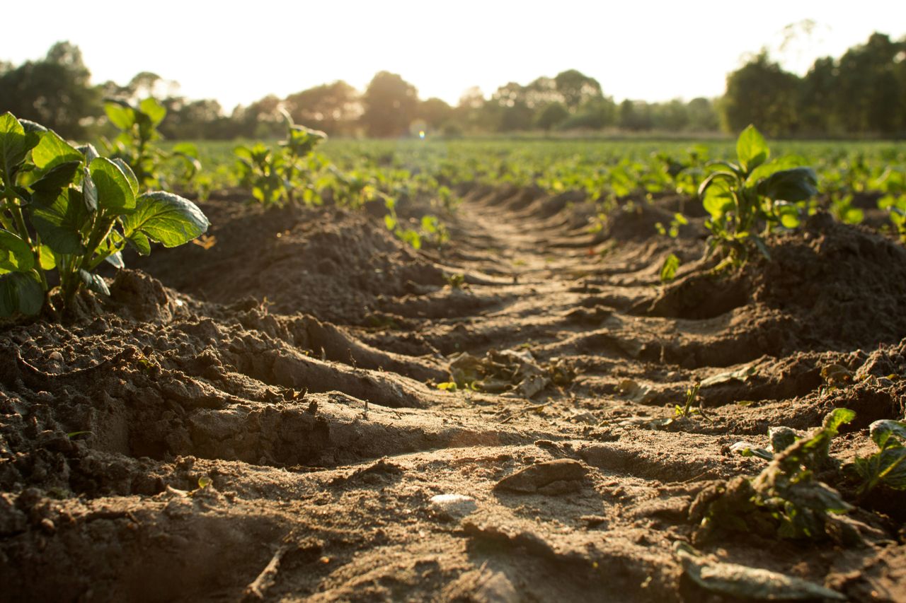 Study measures mitigation efficiency of carbon sequestration