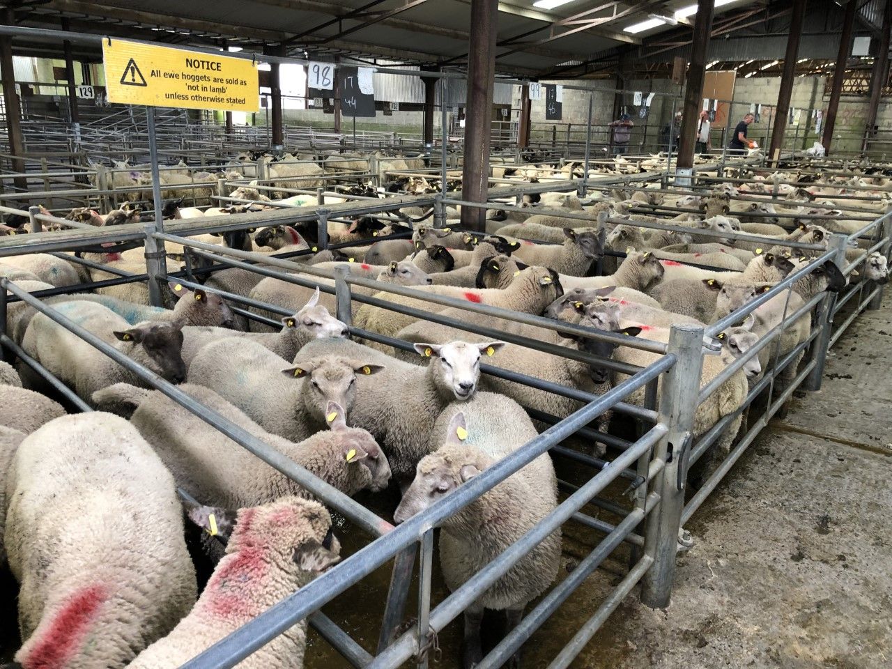 'Value of Irish sheepmeat exports increased by 12% to €360 million in 2020'