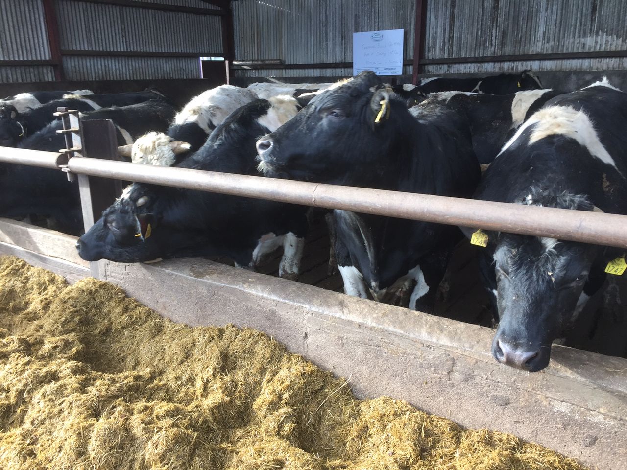 Irish cattle are too expensive for Egyptian buyers - Bord Bia