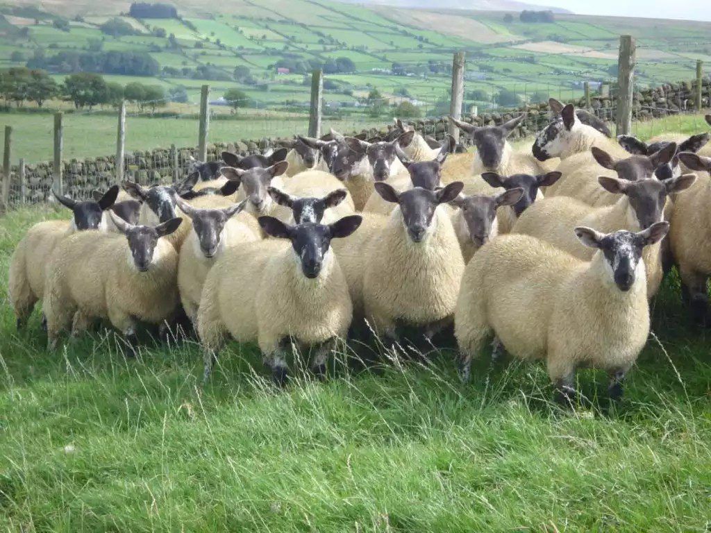 Looking to source the ideal replacements for your ewe flock?