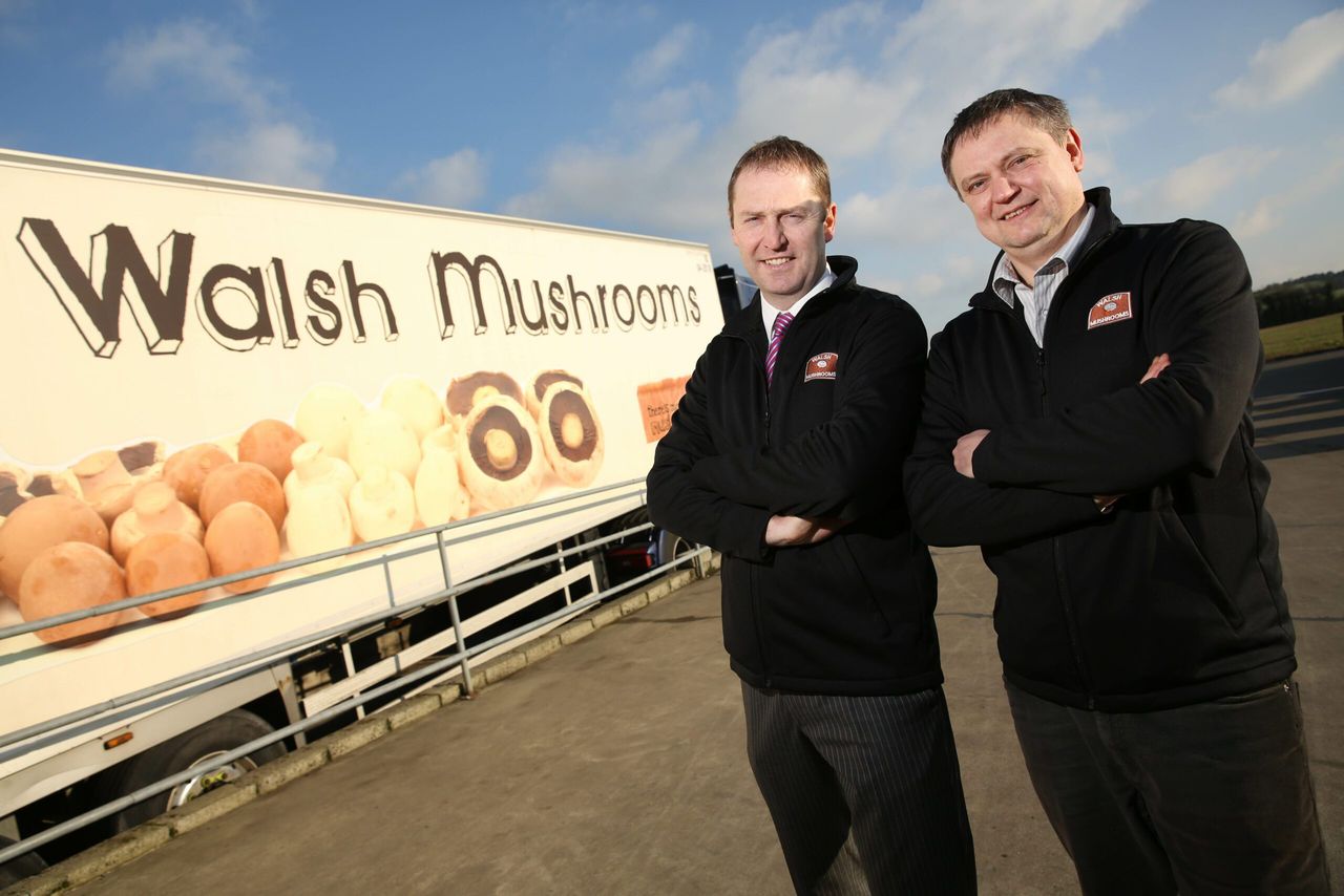 Second largest mushroom supplier to the UK acquires Golden Mushrooms