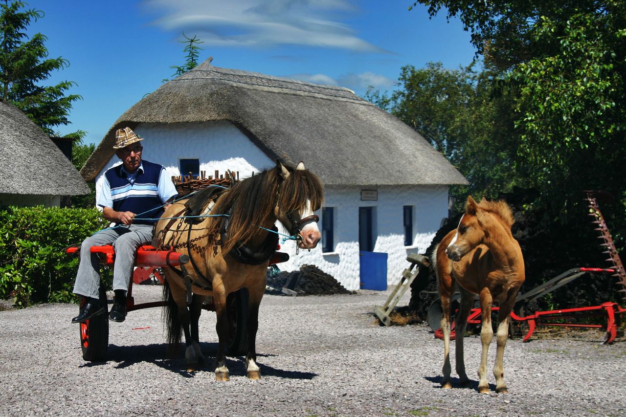 Initiative promotes one of  country's rarest pony breeds