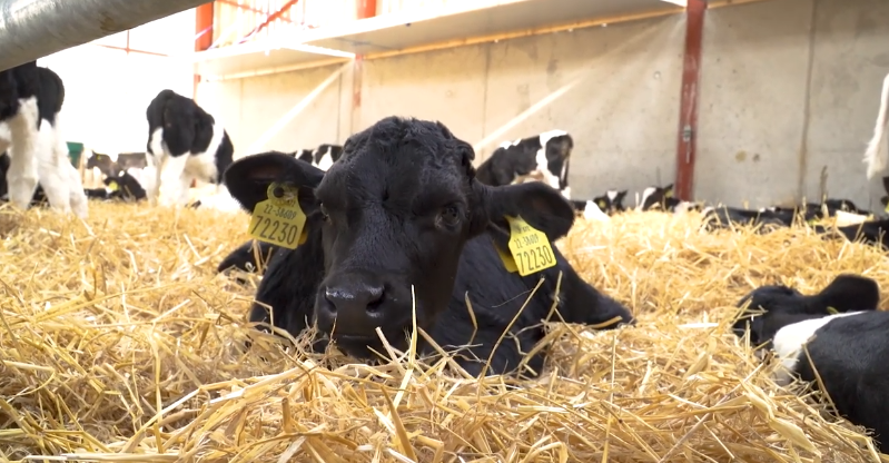 Video: What questions should I ask dairy farmers when sourcing dairy-beef calves?