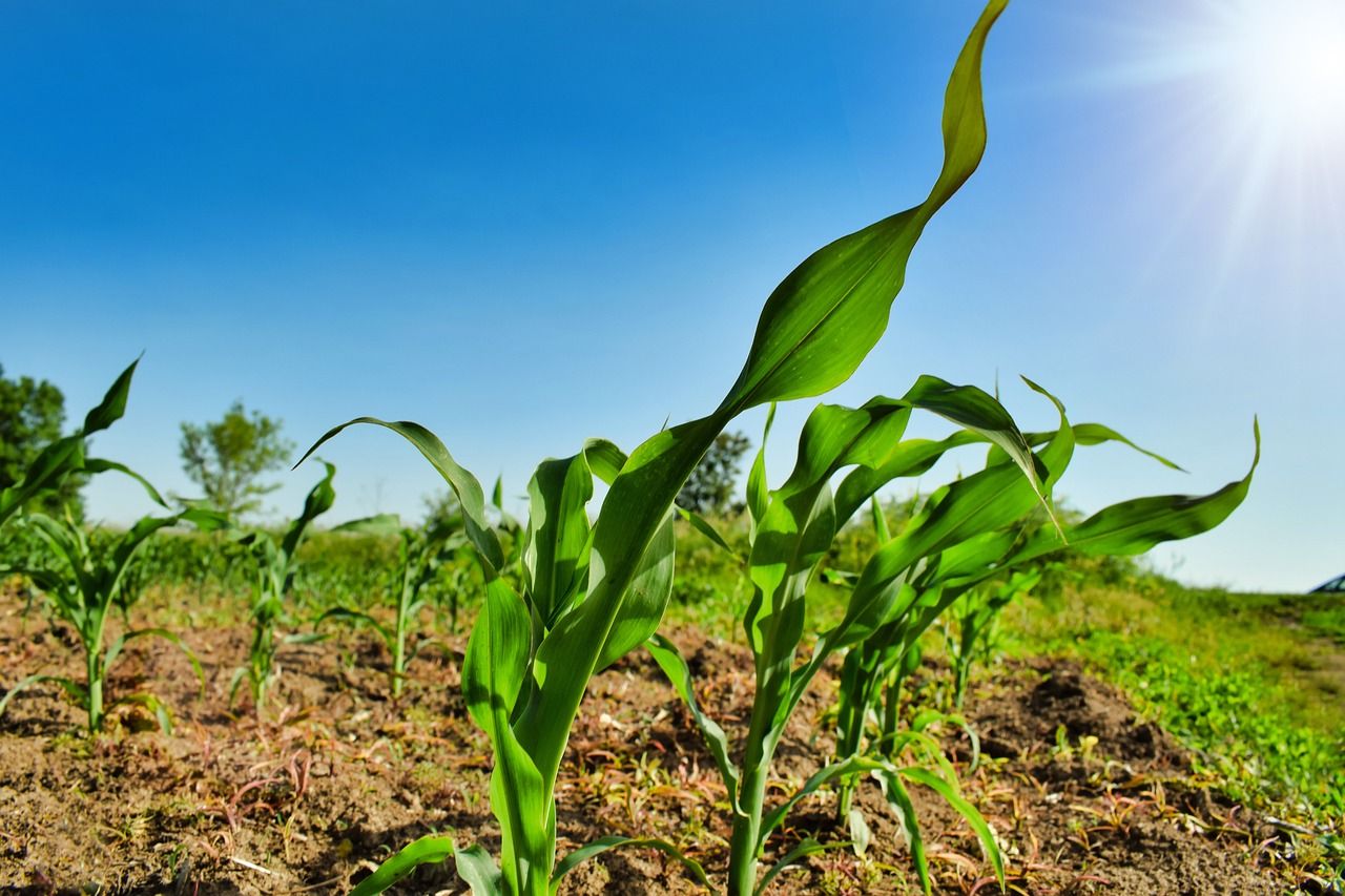 First maize crops of the year could be planted by end of March