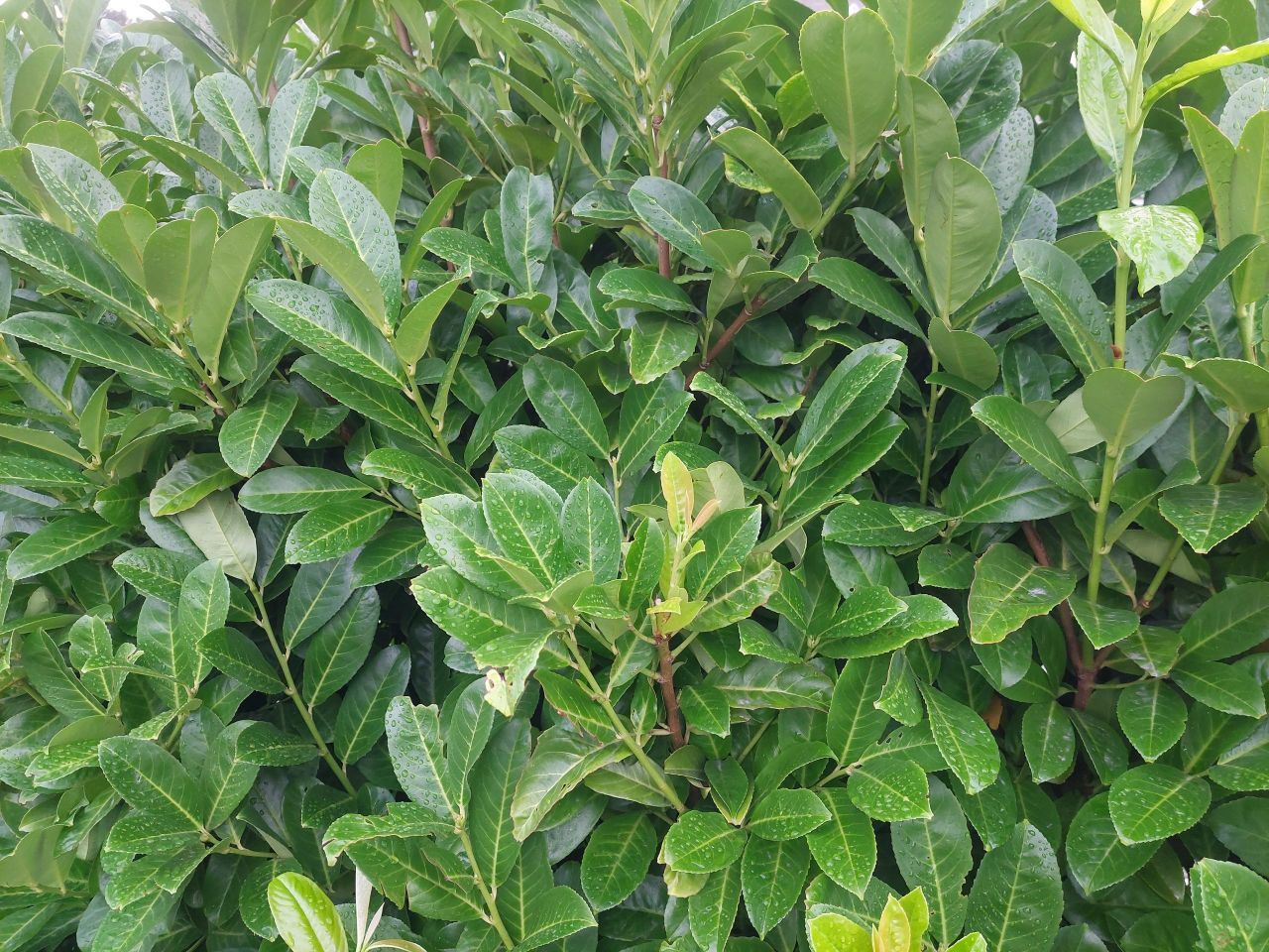 Call for cherry laurel sales ban over biodiversity concerns