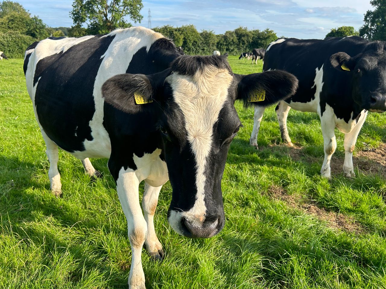 Should you be milk pregnancy testing or scanning your cows?