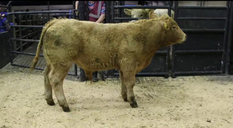 Mart report: Prices from third weanling sale of the season at Balla