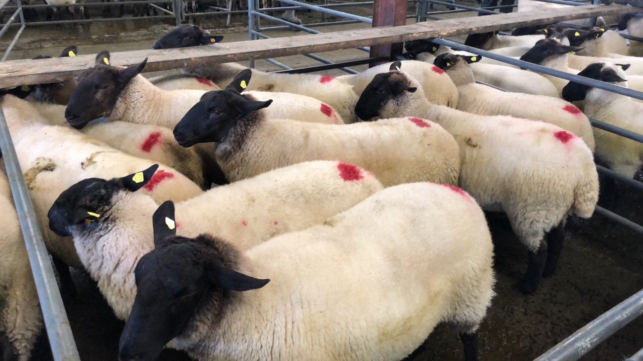 Sheep advice: The dangers of buying in in-lamb ewes