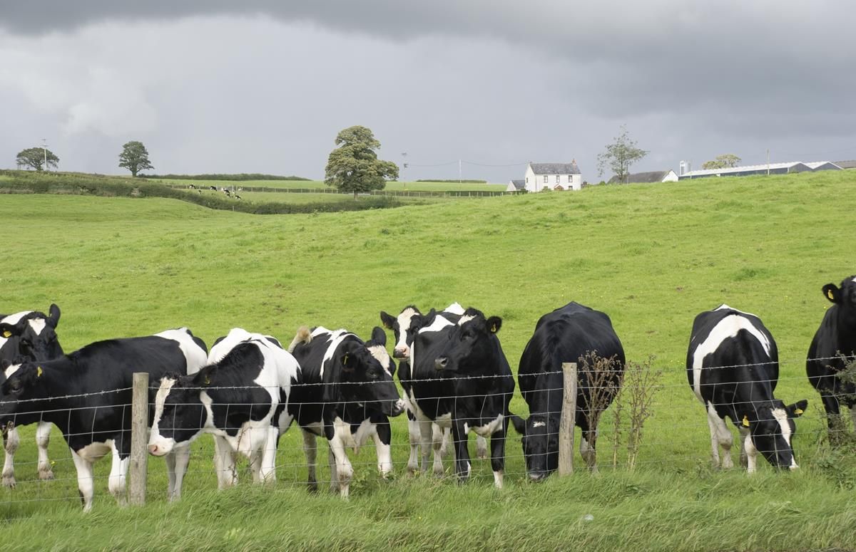 Survey: Farmers willing to pay €90/ac more for adjacent land
