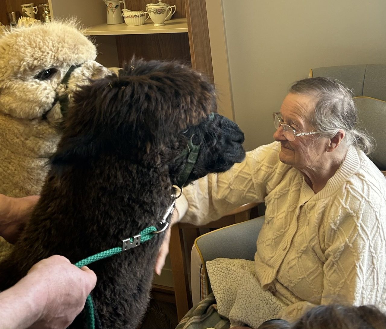 Wexford nursing home residents delight in owl and alpaca visits