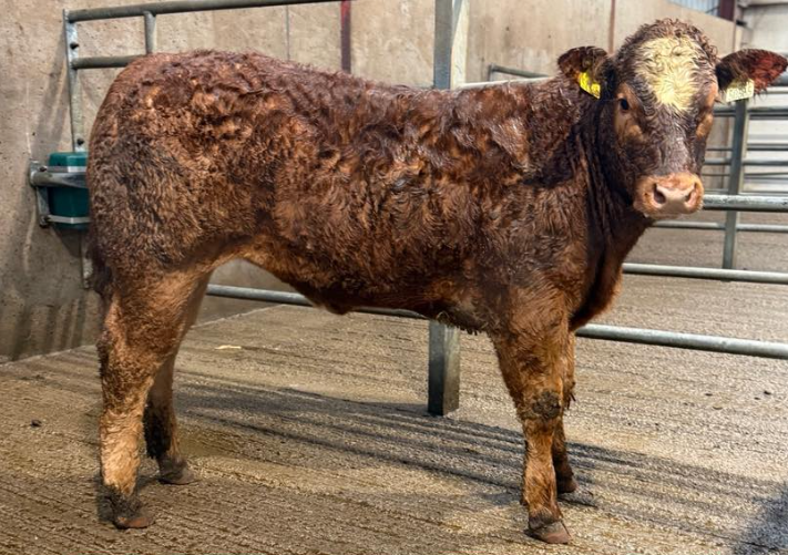 This 315kg Limousin heifer sold for €2,300 or €7.30/kg