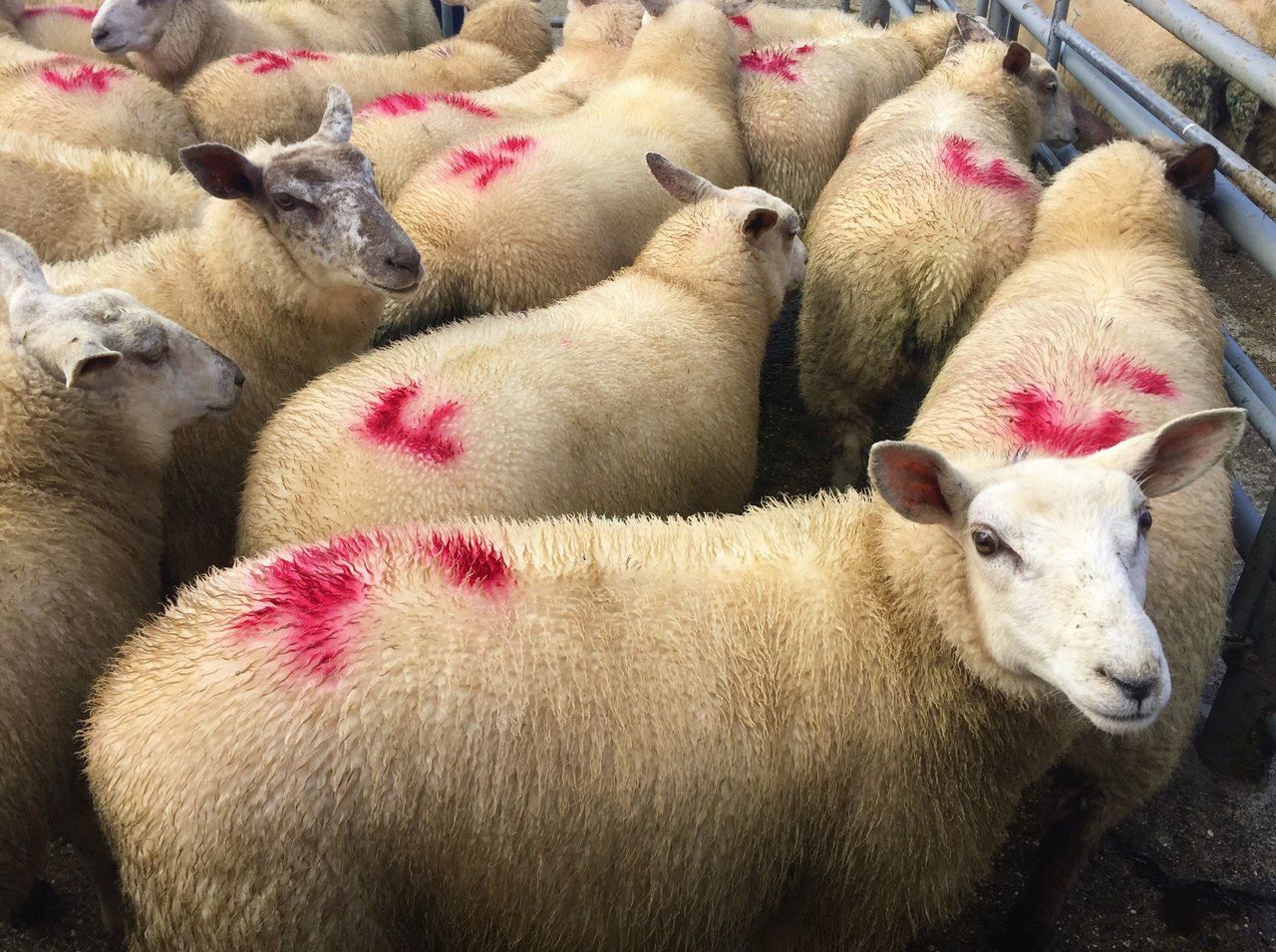 Sheep trade: Spring lamb price gaining momentum