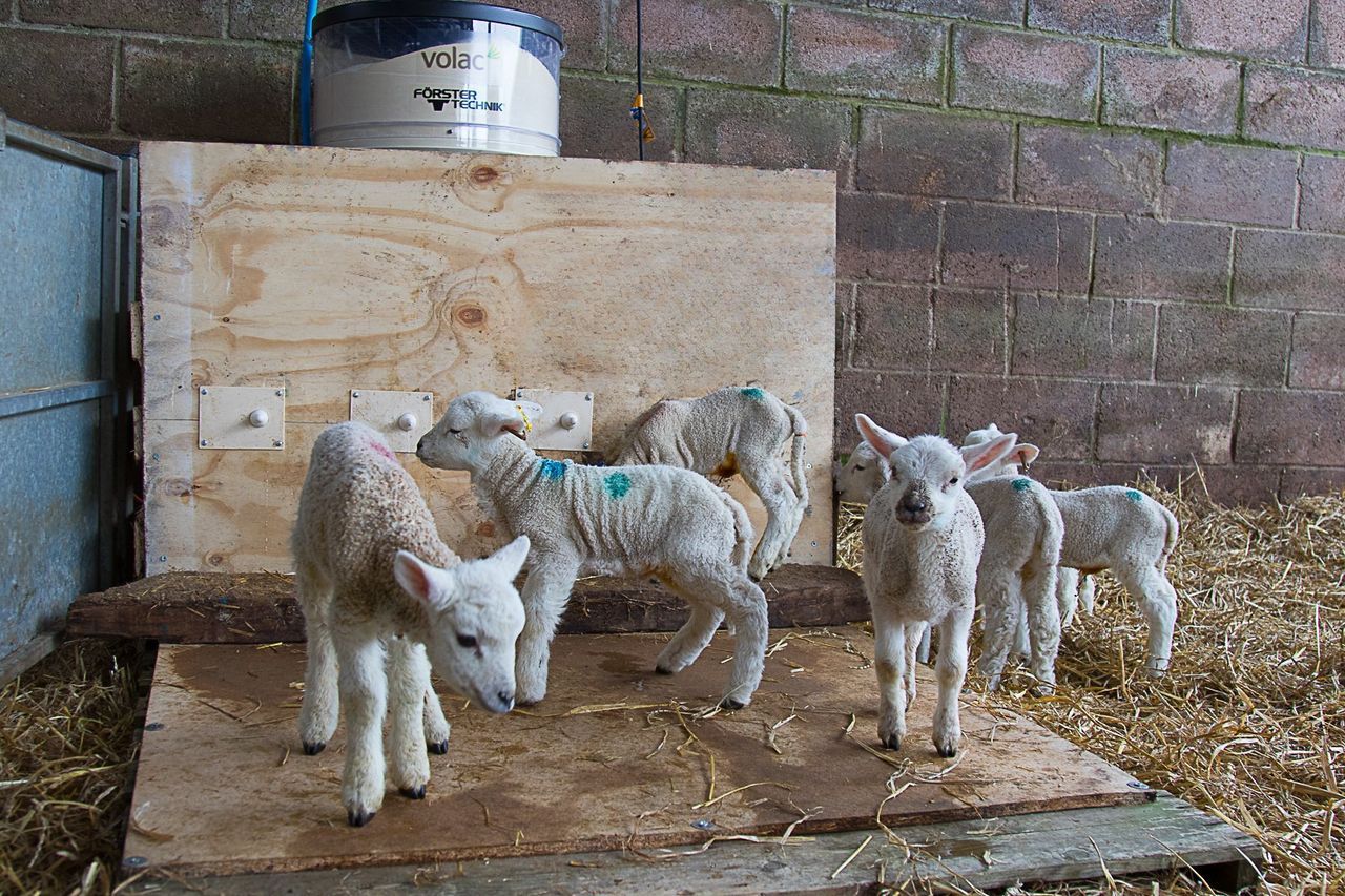 Winning at Weaning Series: Setting up the right feeding system
