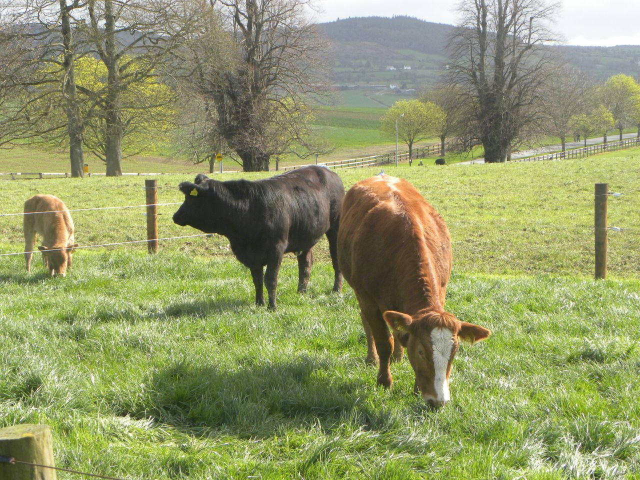 Teagasc reiterates importance of two-year-old calving to profitable suckler herds