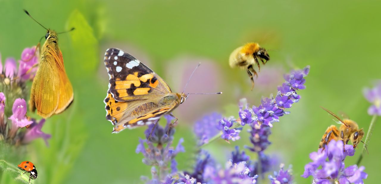 New farming and biodiversity national network launched