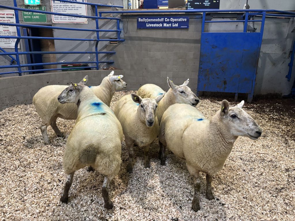 These 5 ewe hoggets had an average weight of 71kg and made €275/head