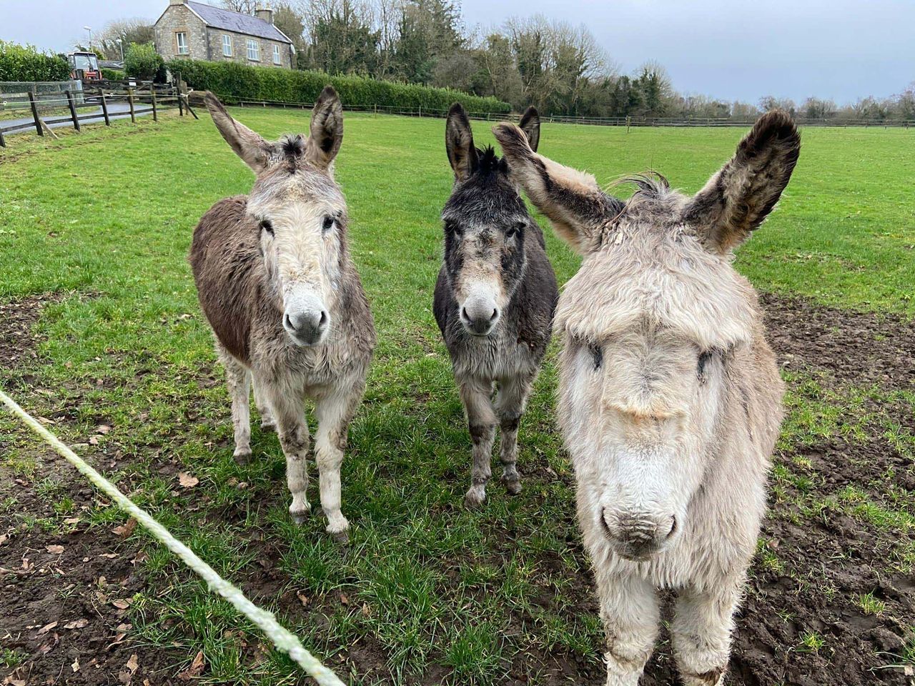 DAFM issues warning not to feed donkeys without owner consent
