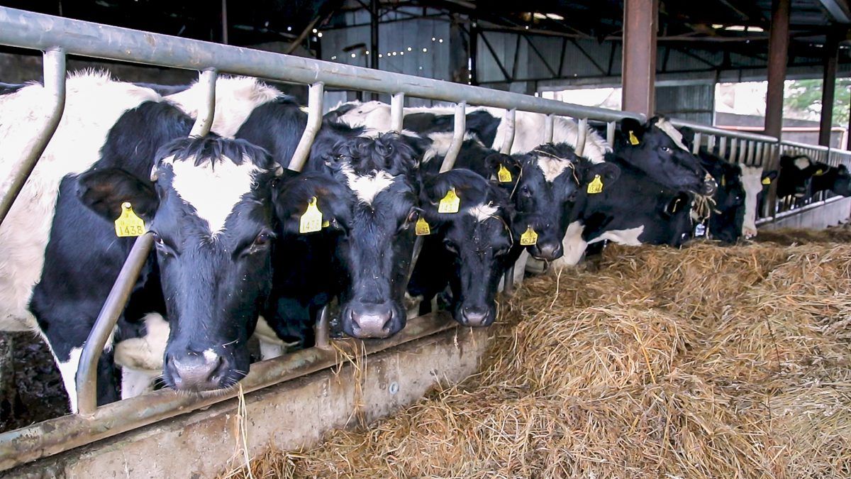 Are we waving goodbye to liquid milk?