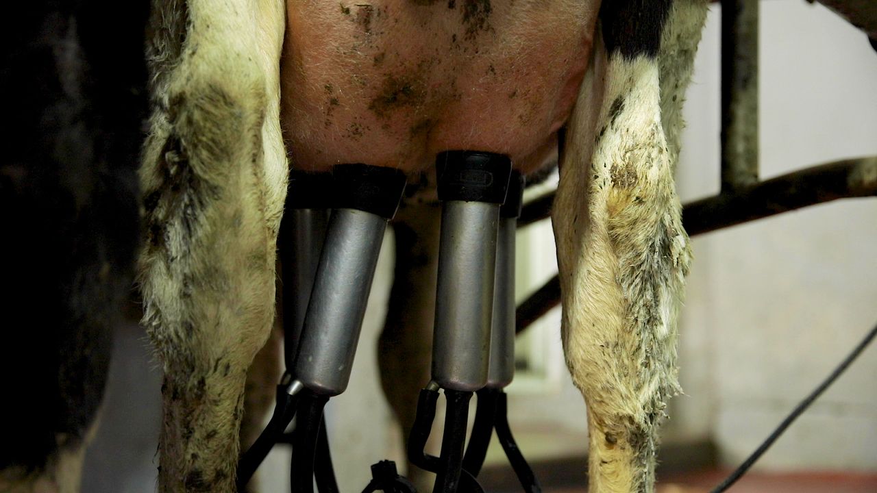 Co-ops urged to 'engage with reality' on milk price