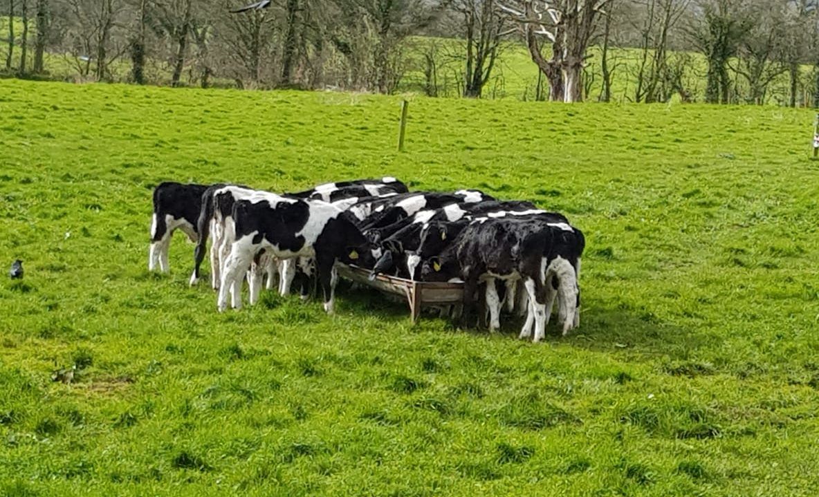 Getting dairy-beef calves ready for weaning